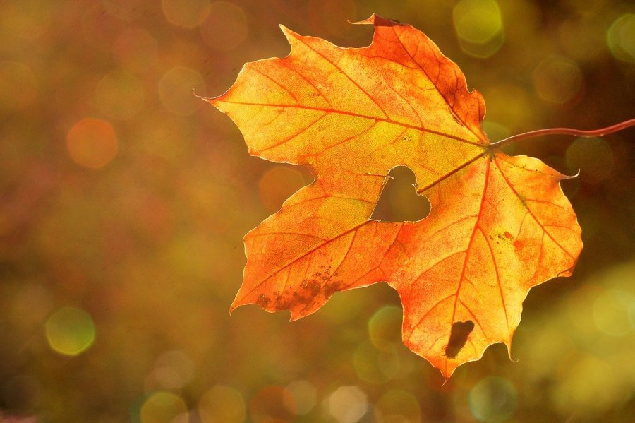 Podzimní list ze stromu