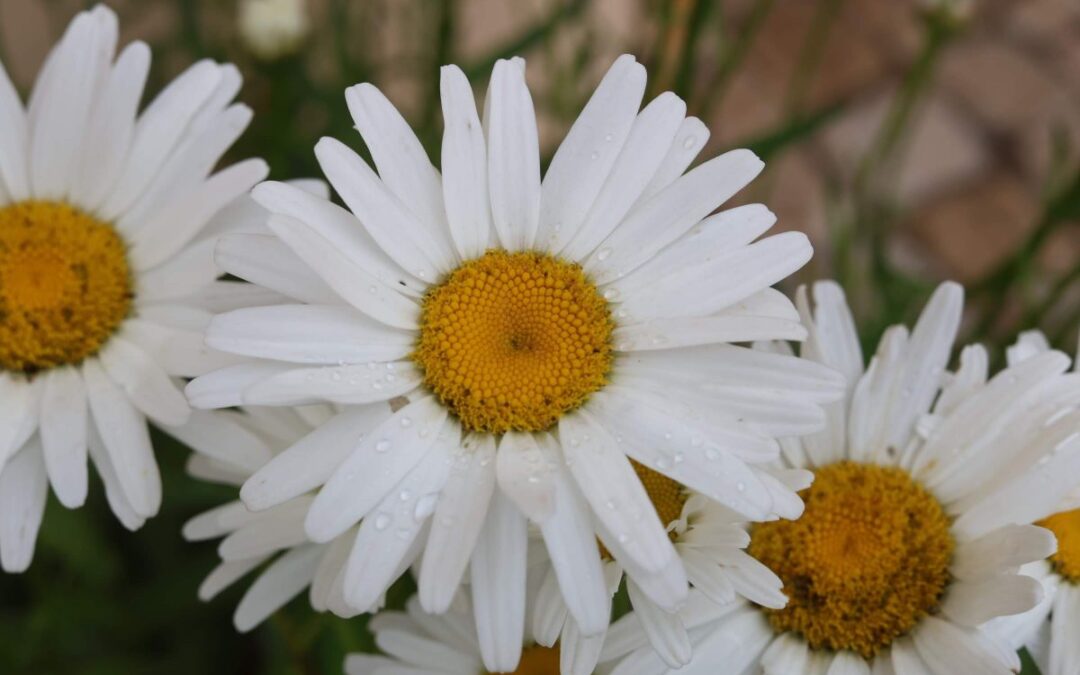 Slovo života – červen 2025