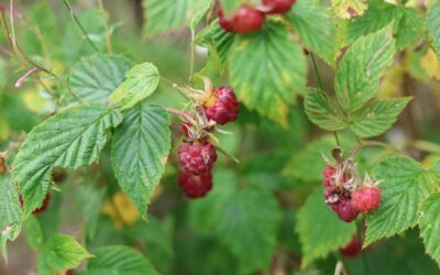 Slovo života – srpen 2025