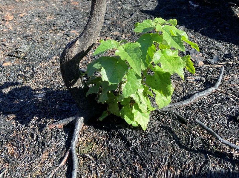 Semena míru a naděje pro péči o stvoření