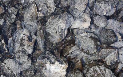 Slovo života – leden 2026