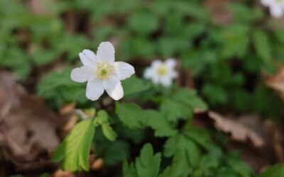 Slovo života – duben 2026